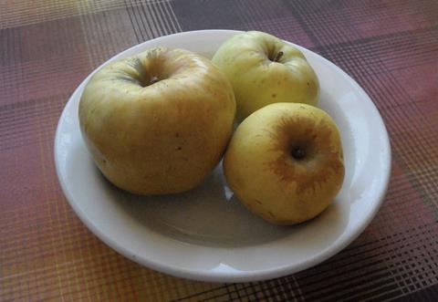 Antonovka is one of the main apples grown in Russia