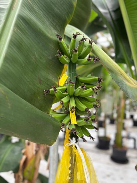 Chiquita Yelloway Cavendish bananas