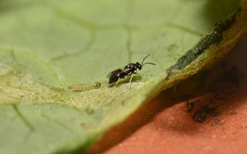 Parasitoide und entomopathogene Organismen bekämpfen Schädlinge
