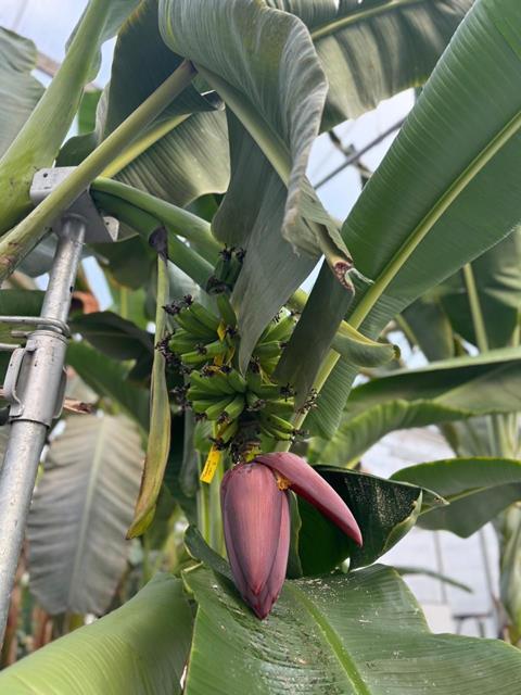 Chiquita Yelloway Cavendish bananas