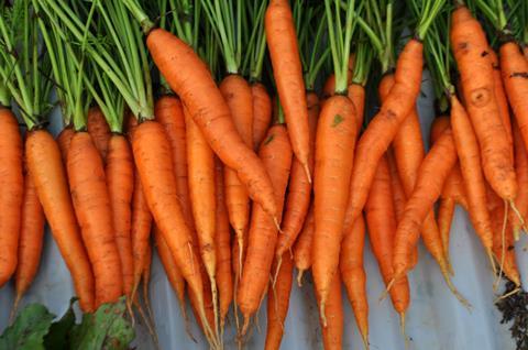 Recent high temperatures and dry conditions are affecting carrot size and yield