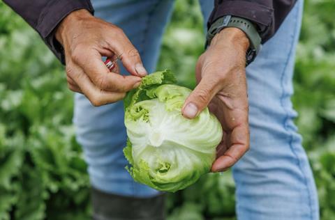 Rijk Zwaan lettuce