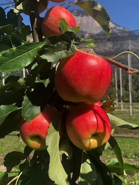 CIVM35 Lilbet apple Piedmont