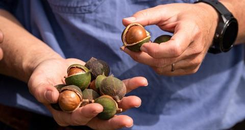 Foto: Australian Macadamias