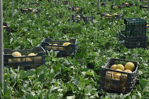 Almería: Keine Preiserholung zum Ende der Melonenkampagne