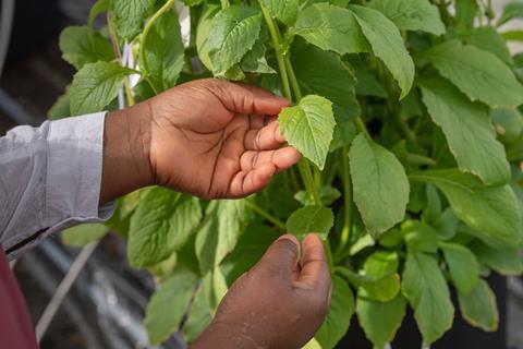 Der Bedarf an der Pflanze Ebolo (Crassocephalum crepidioides), die ähnlich wie Spinat eingesetzt wird, kann durch Sammeln nicht gedeckt werden.    Foto: TUM