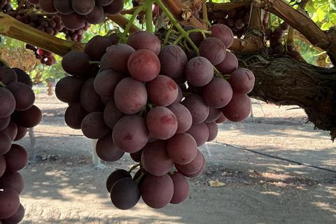 Sun World Flavorcrush grapes