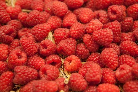 Zeitz_FL2013_Himbeeren lose (2)
