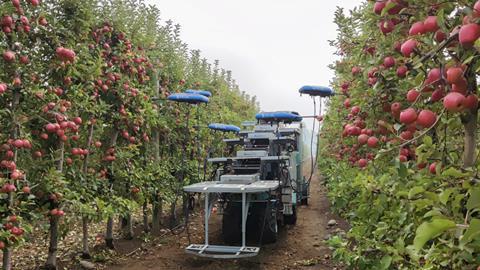Apples being picked in Unifrutti Chile orchard by Tevel's autonomous robots