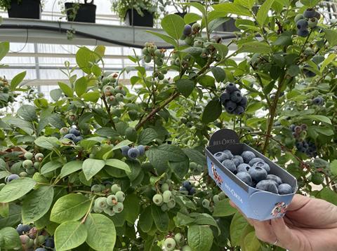 BelOrta blueberries