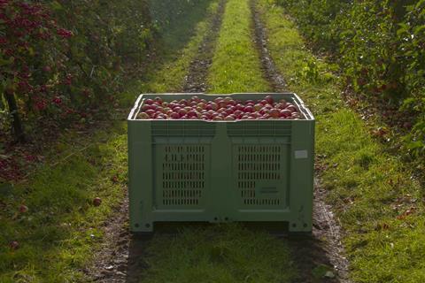 Ernte der Pink Lady® Äpfel