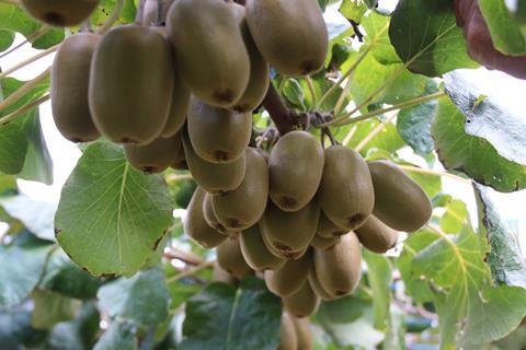 Zespri Red80 production