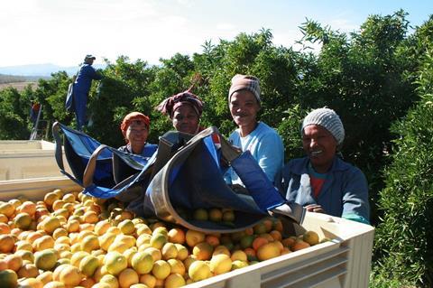 Südafrika: Citrus-Industrie erwartet Rekordsaison