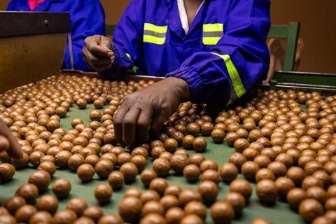 macadamia lucentland