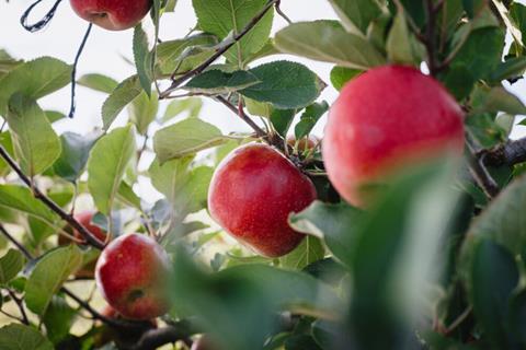 Joli-apfel-tg global