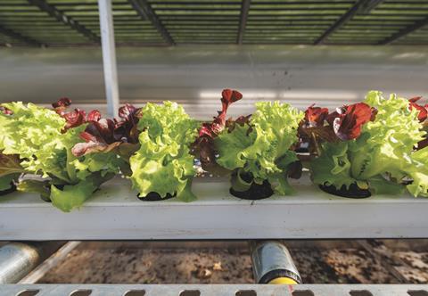 Rijk Zwaan hydroponic lettuce