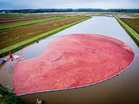 Fieldstone cranberry harvesting Poland must credit Maciej Dryźalowski