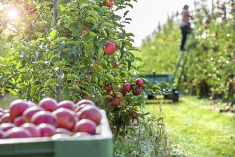 The first ever British Pink Lady apples were sold at UK supermarkets in February 2022