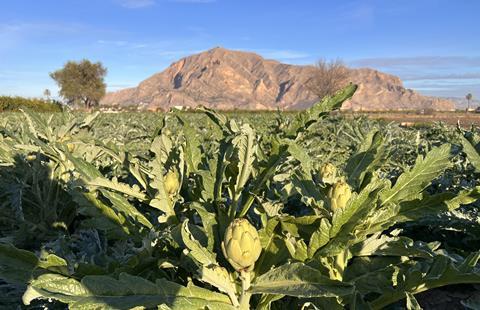 Spanish artichoke