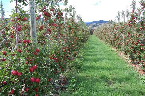 Neuseeland: Rekordkampagne für Äpfel und Birnen