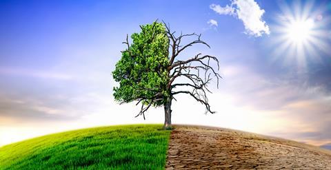 Baum als Sinnbild für den Klimawandel