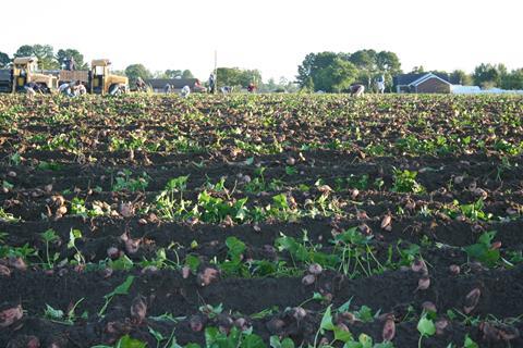 North Carolina Sweetpotato Commission