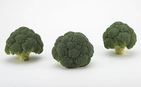 thaca F1 broccoli Sakata