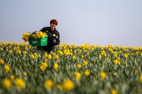 Asda is supplying Pembrokeshire-grown Daffodils in stores across Wales