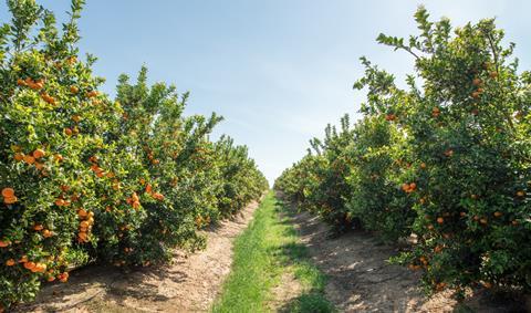 AM FRESH premium citrus production - Spain