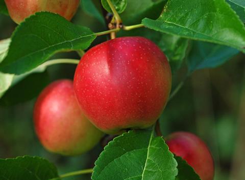 Polnische Regierung nimmt Äpfel vom Markt