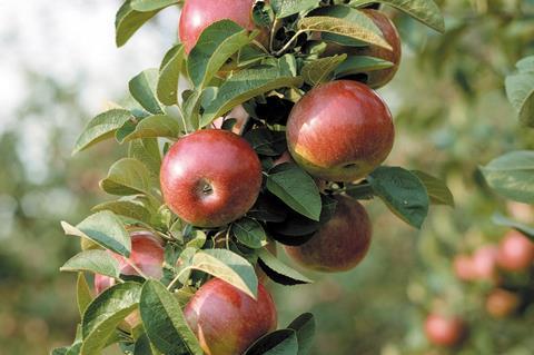 BAPL growers sold 11,000 tonnes of apples during the first four months of the new season