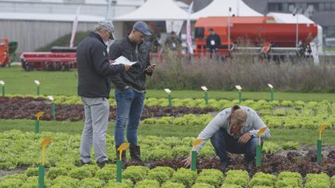 Foto: Bejo Samen
