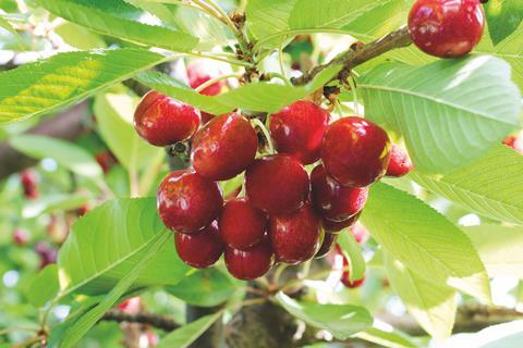 Chilean cherries