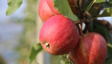 Schweiz: Früher Saisonstart bei Äpfeln und Birnen