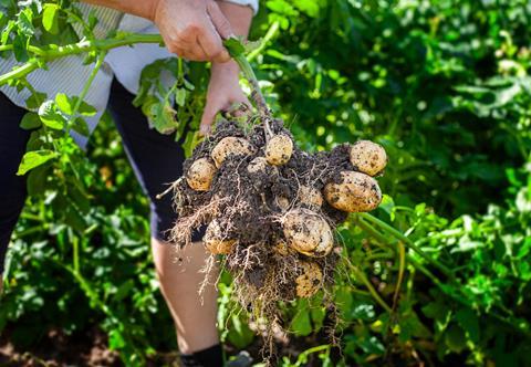 Cropin potato farm