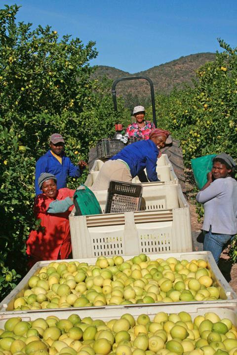 Lemon-harvesters l.b.