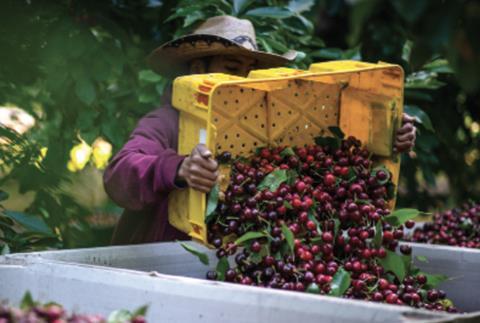 California Cherries