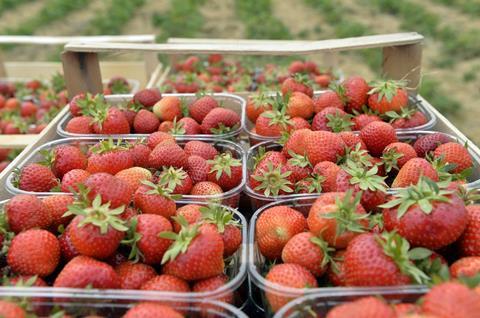 Erdbeeren auf dem Feld