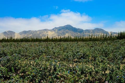 Camposol Blueberries_field