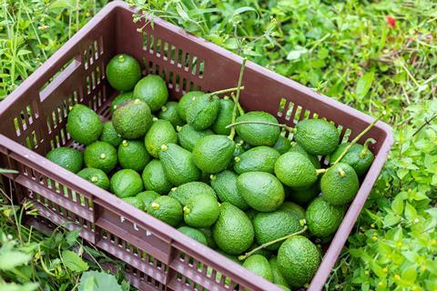 Generic harvested avocados in plastic container