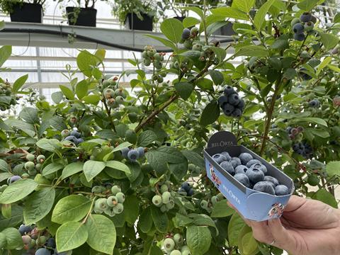 BelOrta blueberries