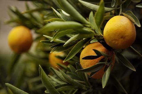 Foto: Fruits from Chile