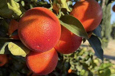 Tarocco Oranges Growing on the Fondaco Nuovo Farm Unifrutti Italy