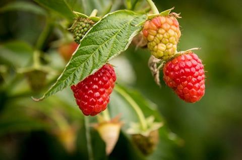 Himbeeren