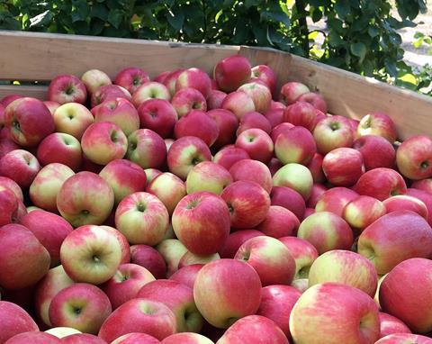 Frankreich: Frühe Apfelernte mit Rückgang der Mengen