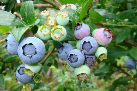 Heidelbeeren am Strauch
