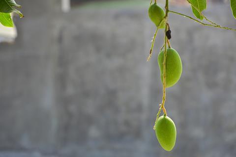 Mango production expected to decline by around 50 per cent in Ecuador and 30 per cent in Peru