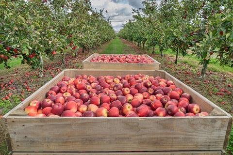 New Zealand apples being harvested
