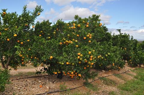 Castellón: Citrus-Genossenschaften San Alfonso und Agroal schließen sich zusammen, ohne jedoch zu fusionieren