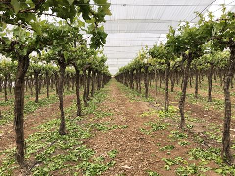 Fata Farms grapes